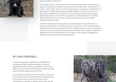 Elevage Les Feux de l'Azur : page La race des Mâtins Napolitains (1)