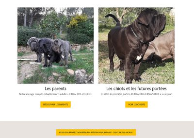 Elevage Les Feux de l'Azur : Nos chiens